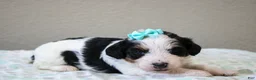 Mini Bernedoodle dogs for sale: Sawyer  - Ad 57