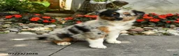 Australian Shepherd dogs for sale: Alice - Ad 3