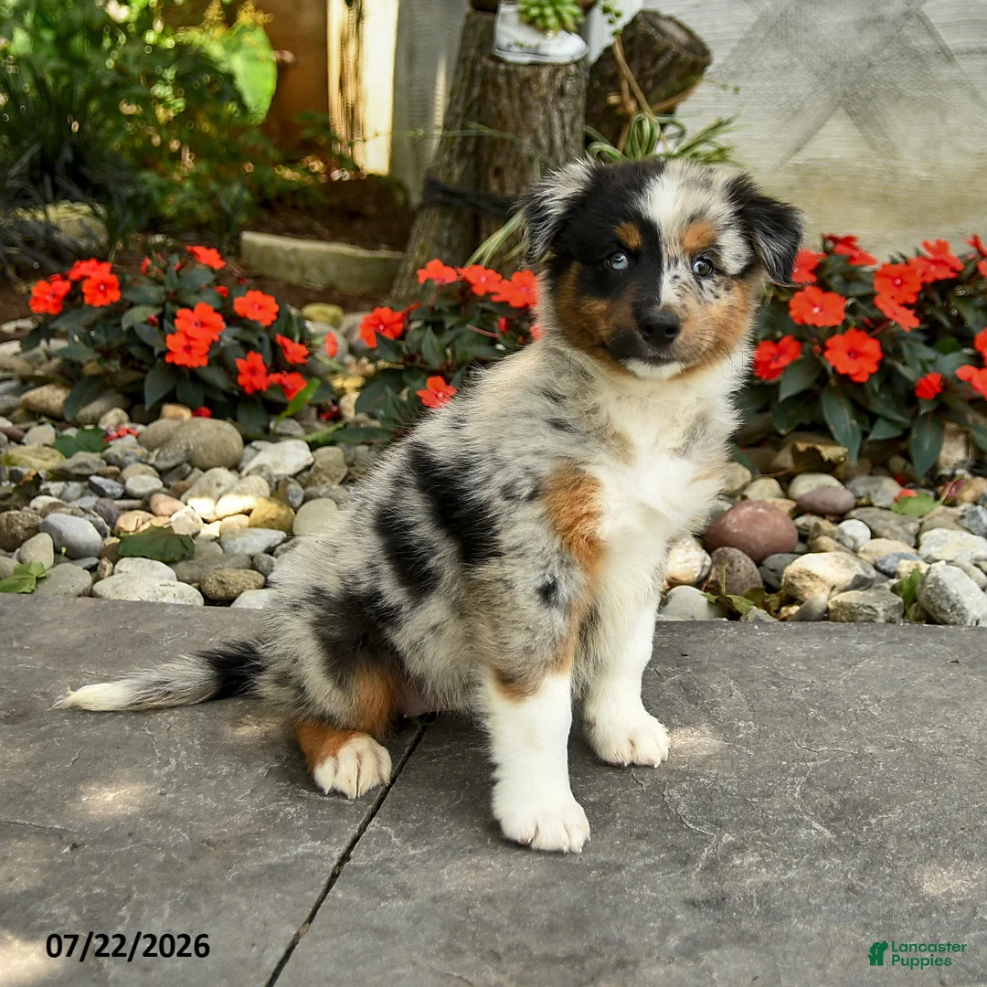 Australian Shepherd dogs for sale: Alice - Ad 3