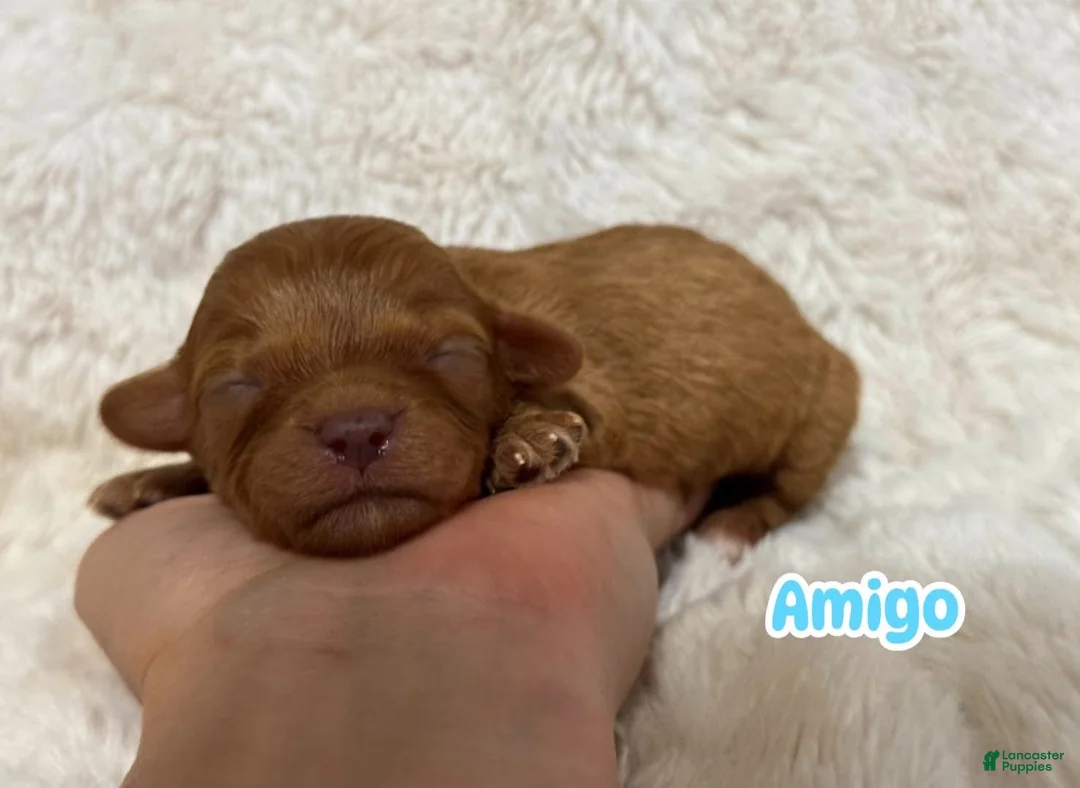 Cavapoo dogs for sale: Amigo - Ad 1