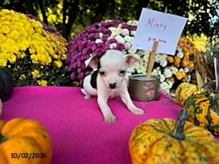 Chihuahua dogs Misty - Ad 1