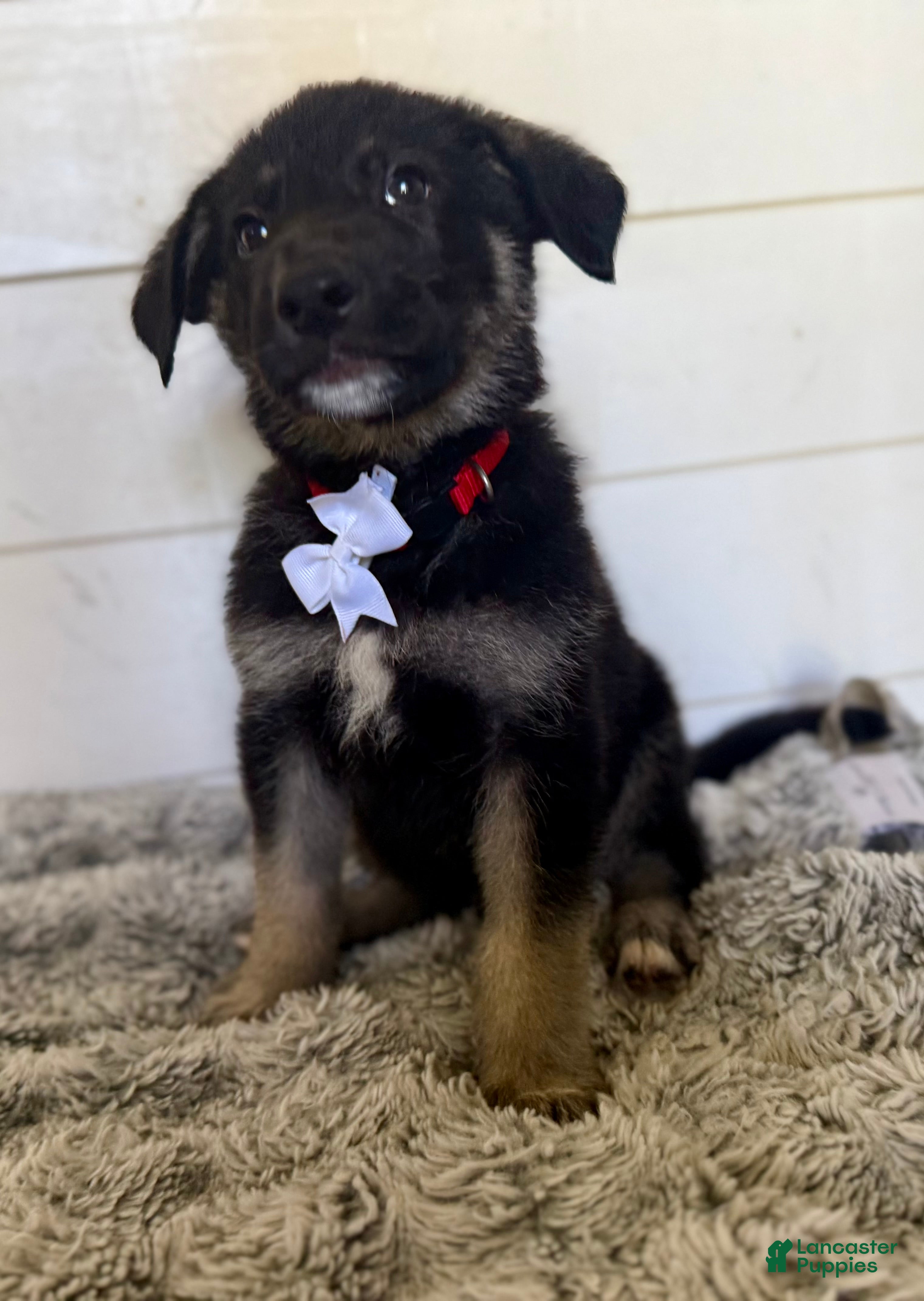 German Shepherd dogs Peter - Ad 2