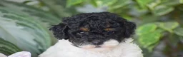 Miniature Poodle dogs for sale: Hannah - Ad 2