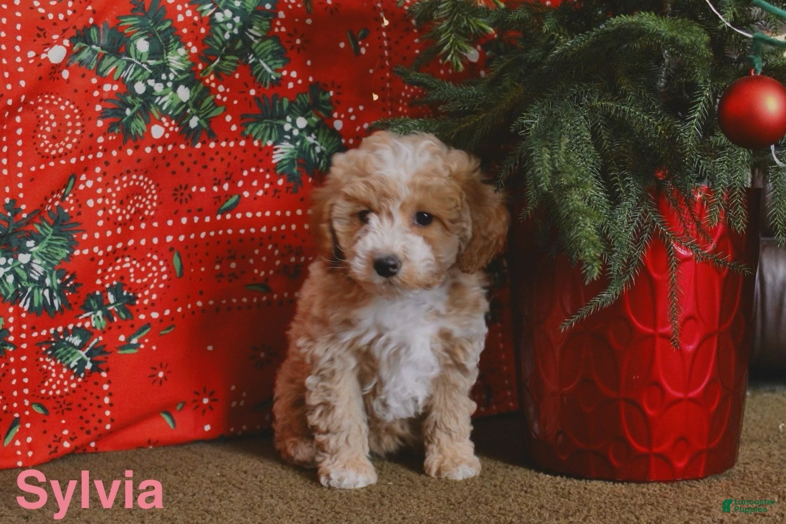 Mini Goldendoodle dogs Sylvia - Ad 25
