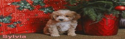 Mini Goldendoodle dogs for sale: Sylvia - Ad 1