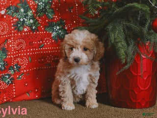 Mini Goldendoodle dogs Sylvia - Ad 27