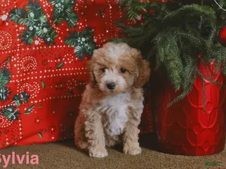 Mini Goldendoodle dogs Sylvia - Ad 28