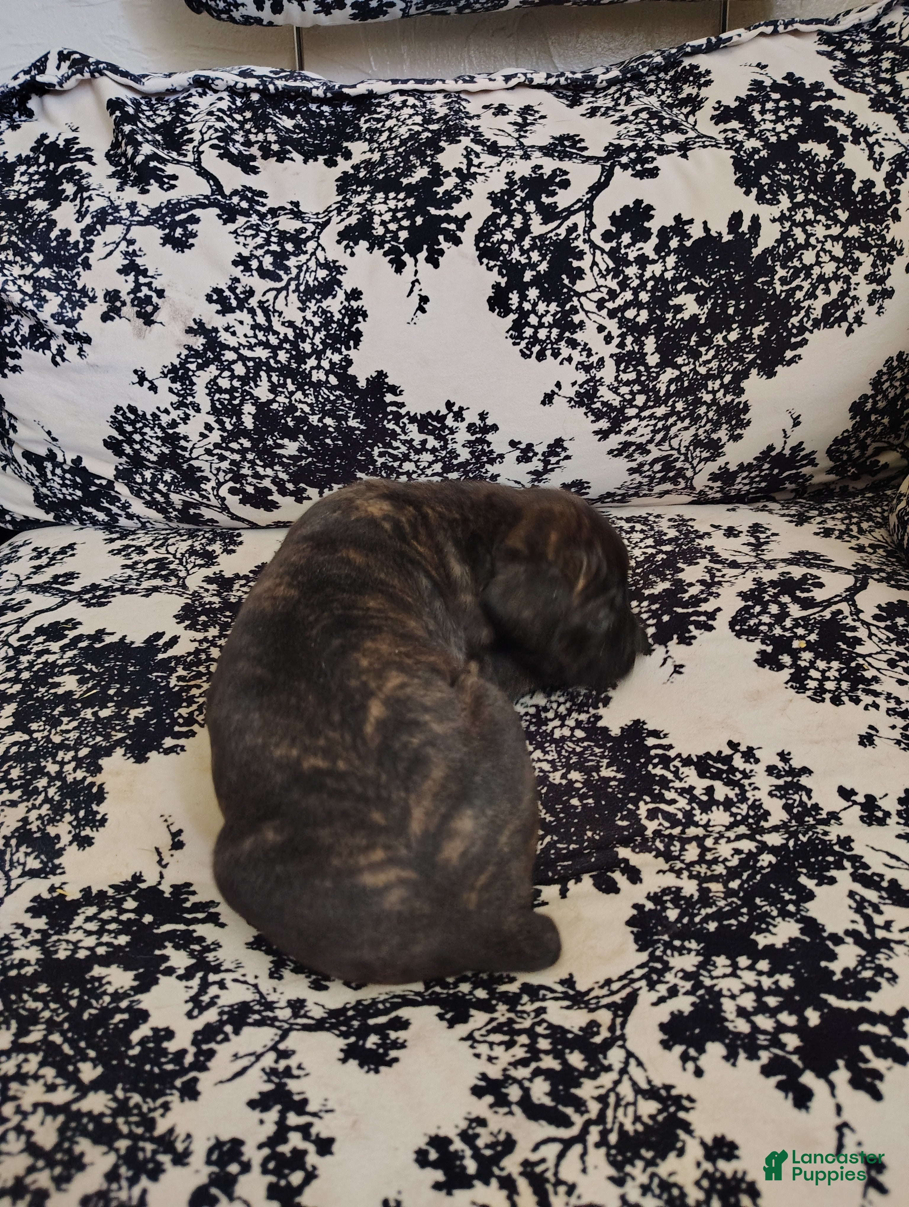 Cane Corso dogs Cane Corso 2 - Ad 2