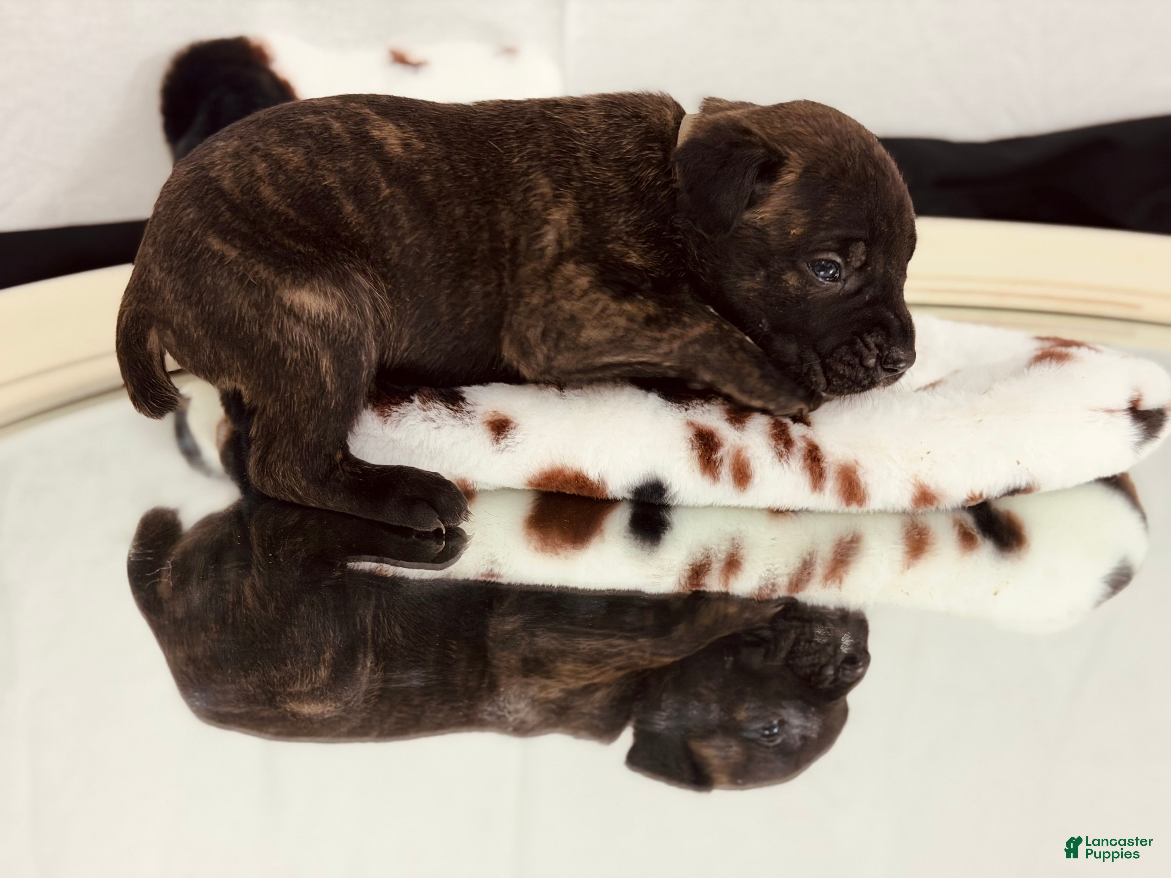 Cane Corso dogs Hermes - Ad 17