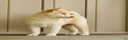 Shiba Inu dogs for sale: Cora - Ad 3