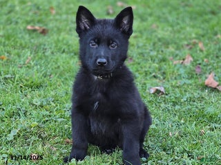 German Shepherd dogs Zorro - Ad 7