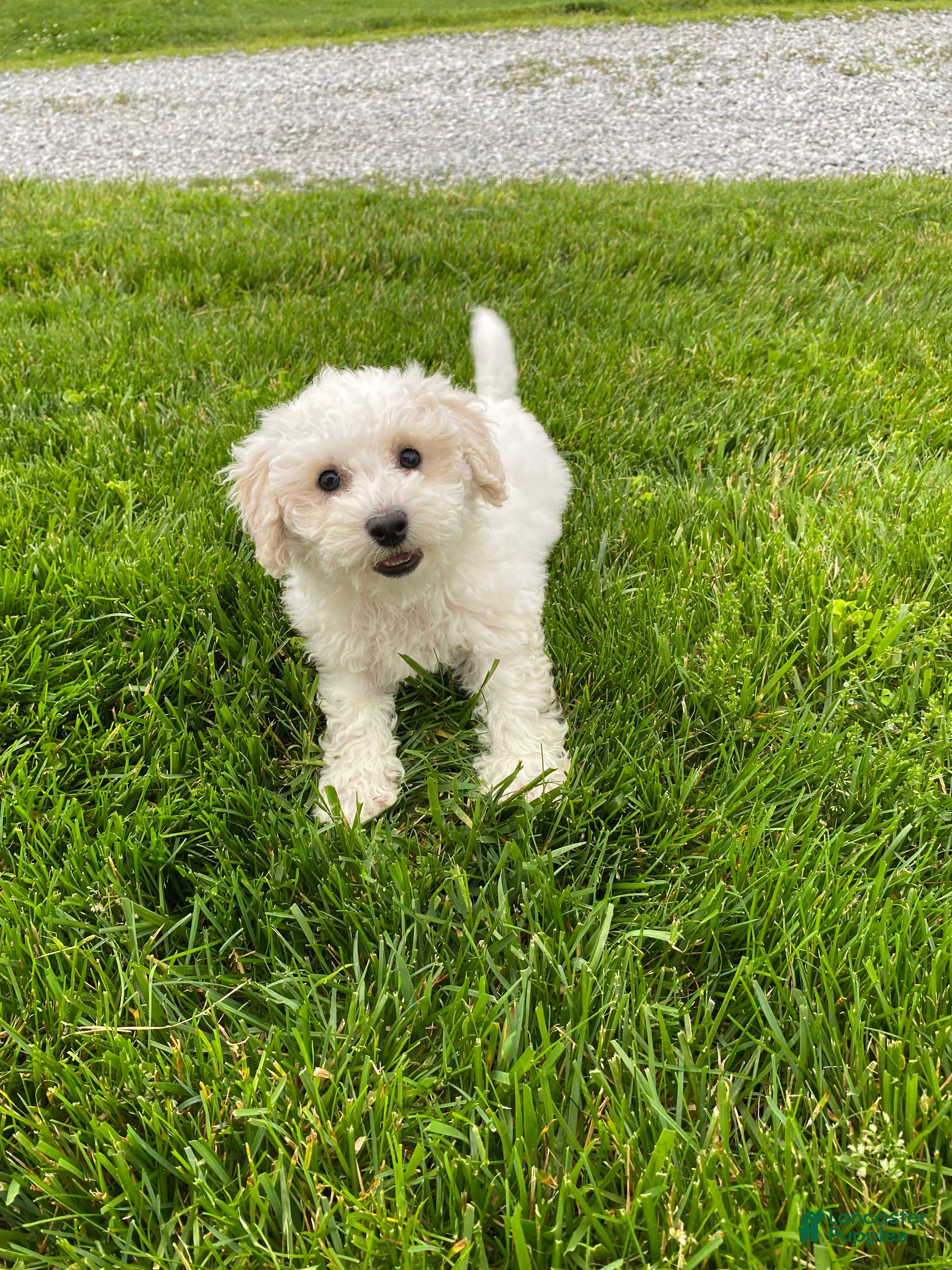 Bichpoo dogs Pippa - Ad 2