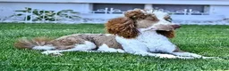 Labradoodle dogs for sale: Jake - Ad 4