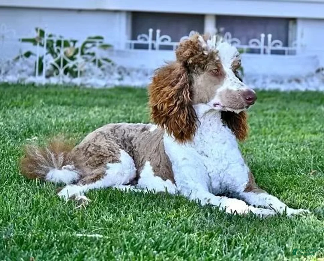 Labradoodle dogs for sale: Jake - Ad 4