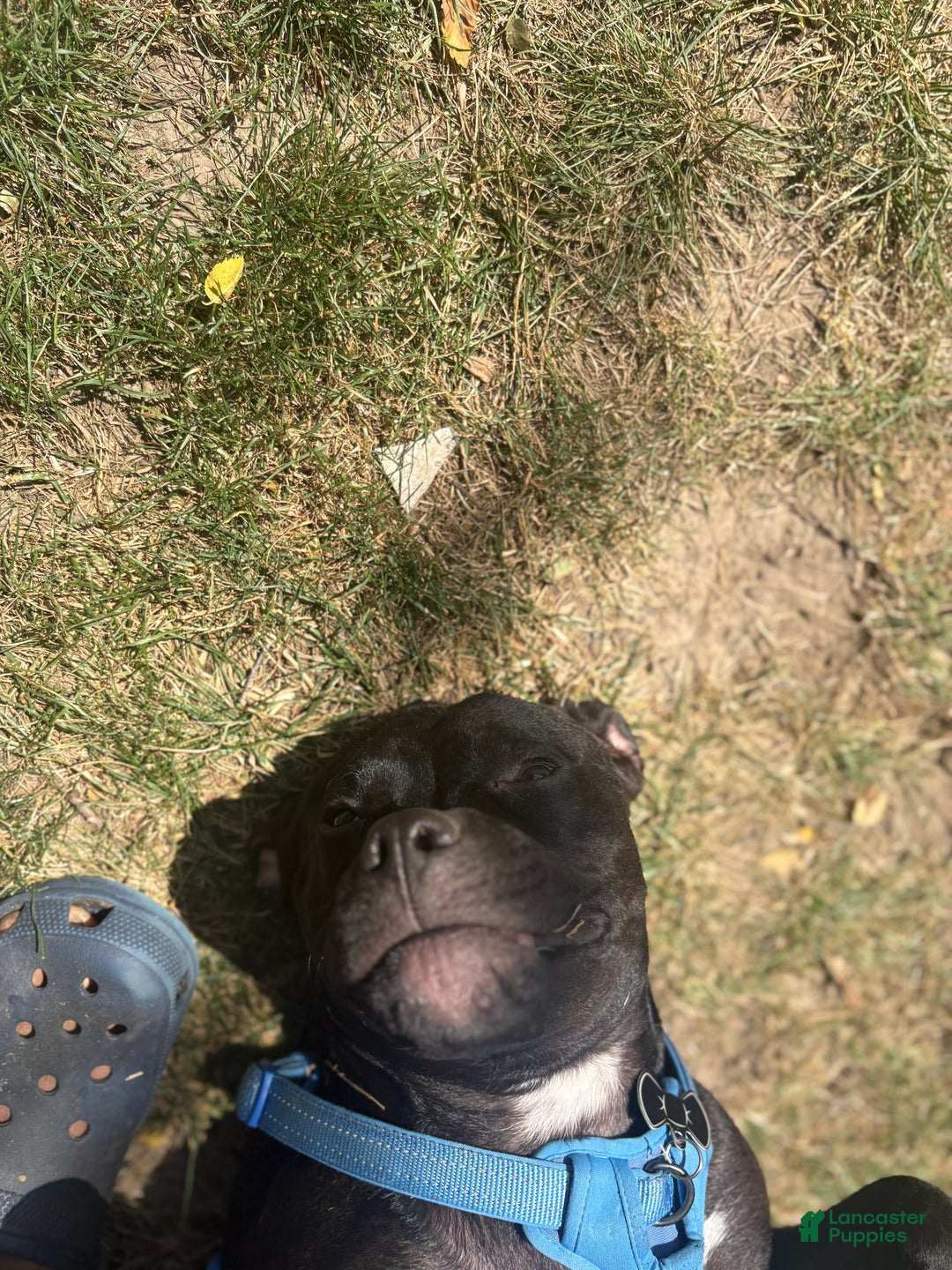 Mixed Breed dogs for sale: Mixed Breed Puppy 9 - Ad 1