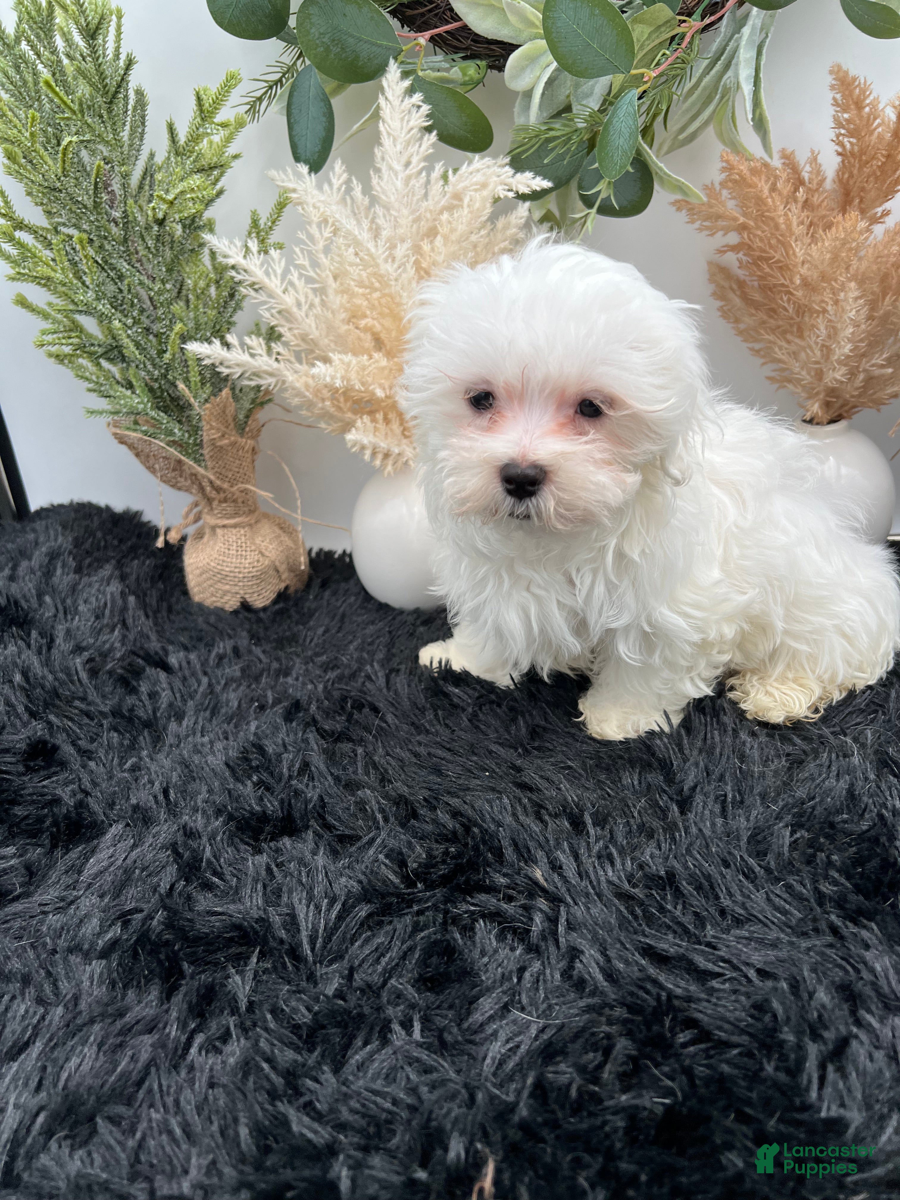 Maltese dogs AKC Max the Korean Maltese $2500 - Ad 2