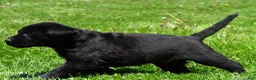Labrador Retriever dogs for sale: Petey - Ad 8