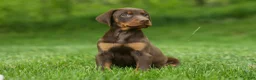 Doberman Pinscher dogs for sale:  Delilah (Red Rust)🐶 - Ad 7