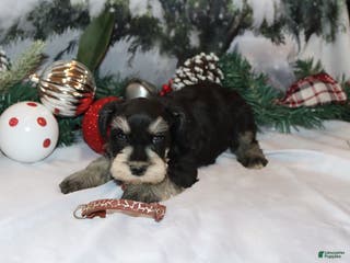 Miniature Schnauzer dogs spencer - Ad 36