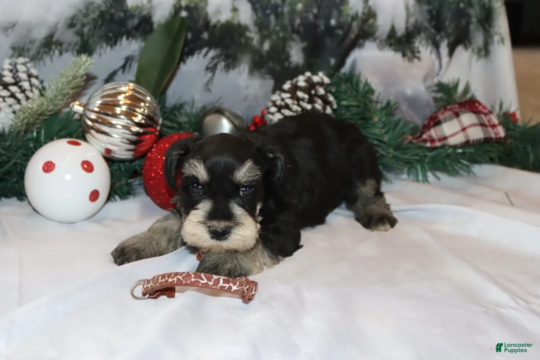 Miniature Schnauzer dogs for sale: spencer - Ad 2