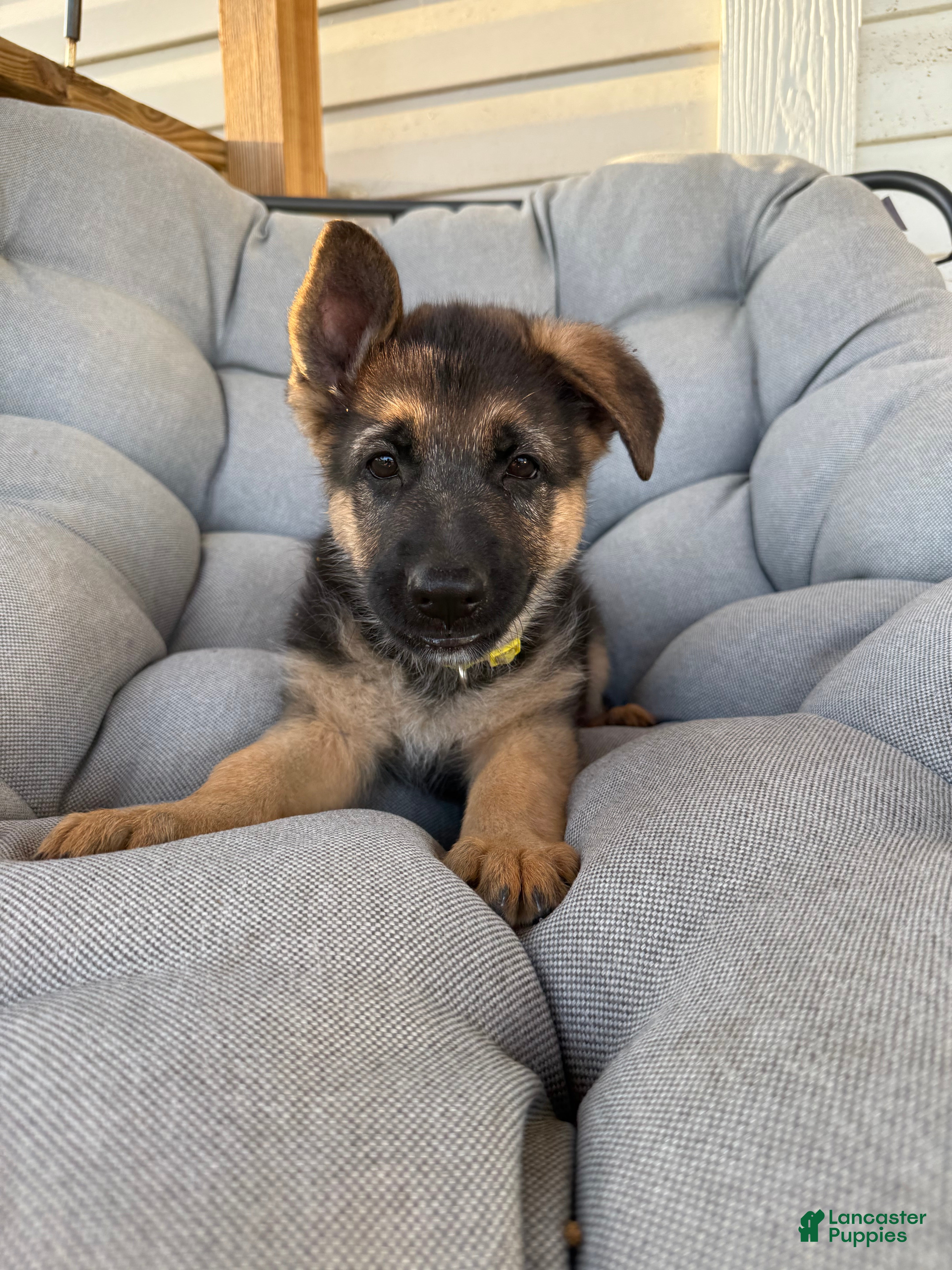 German Shepherd dogs Angel - Ad 28