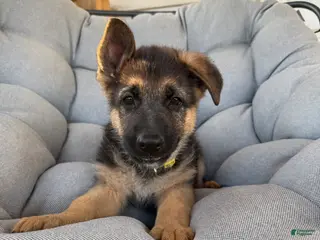 German Shepherd dogs Angel - Ad 28