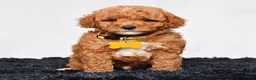 Mini Goldendoodle dogs for sale: Mr. Leo - Ad 6