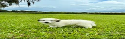 Great Pyrenees dogs for sale: Orange Boy - Ad 4