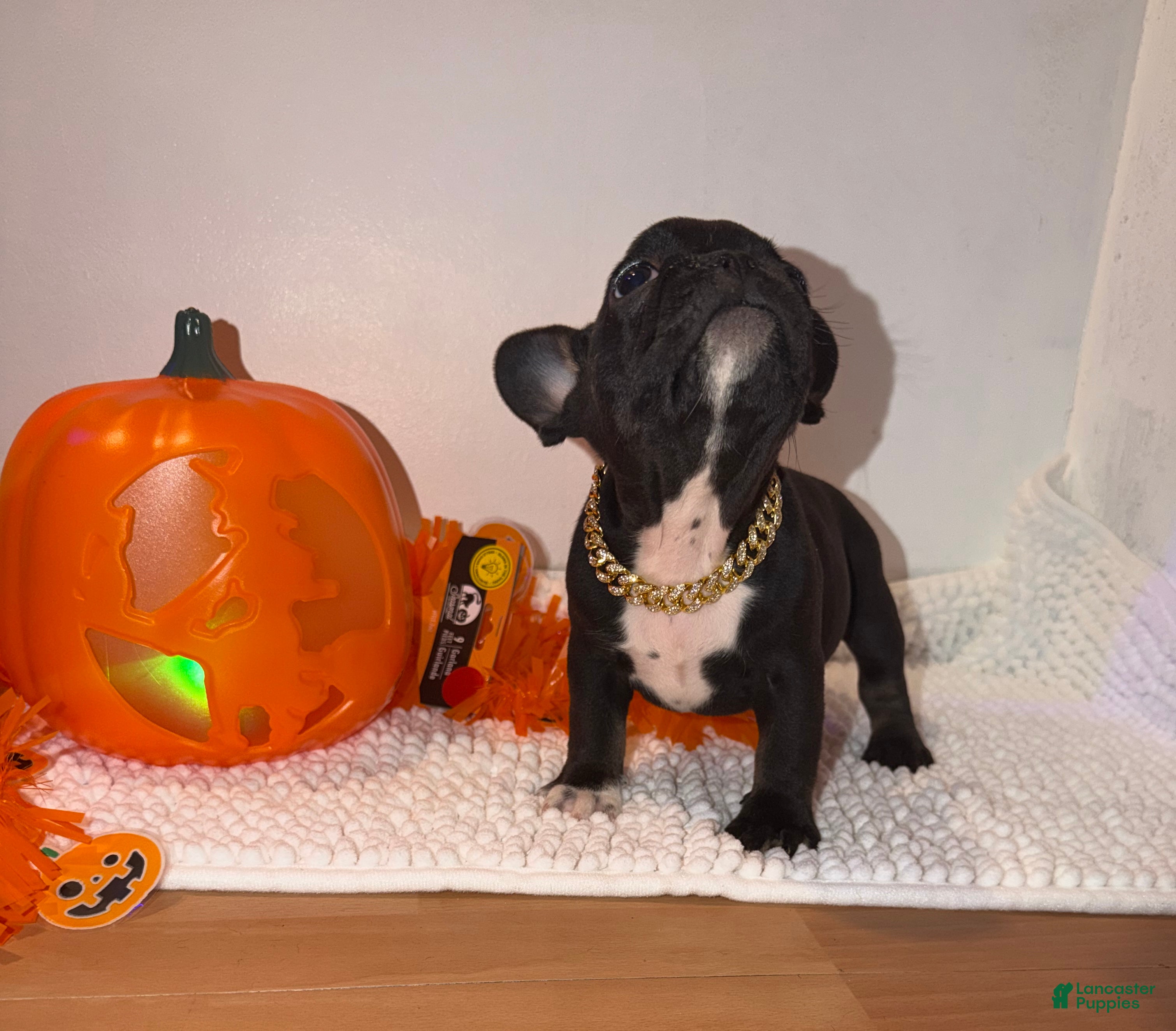 French Bulldog dogs Black and white male - Ad 2