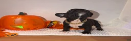 French Bulldog dogs for sale: Black and white male - Ad 2