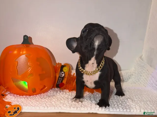 French Bulldog dogs for sale: Black and white male - Ad 2