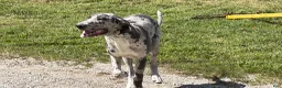 Great Dane dogs for sale: Echo - Ad 8