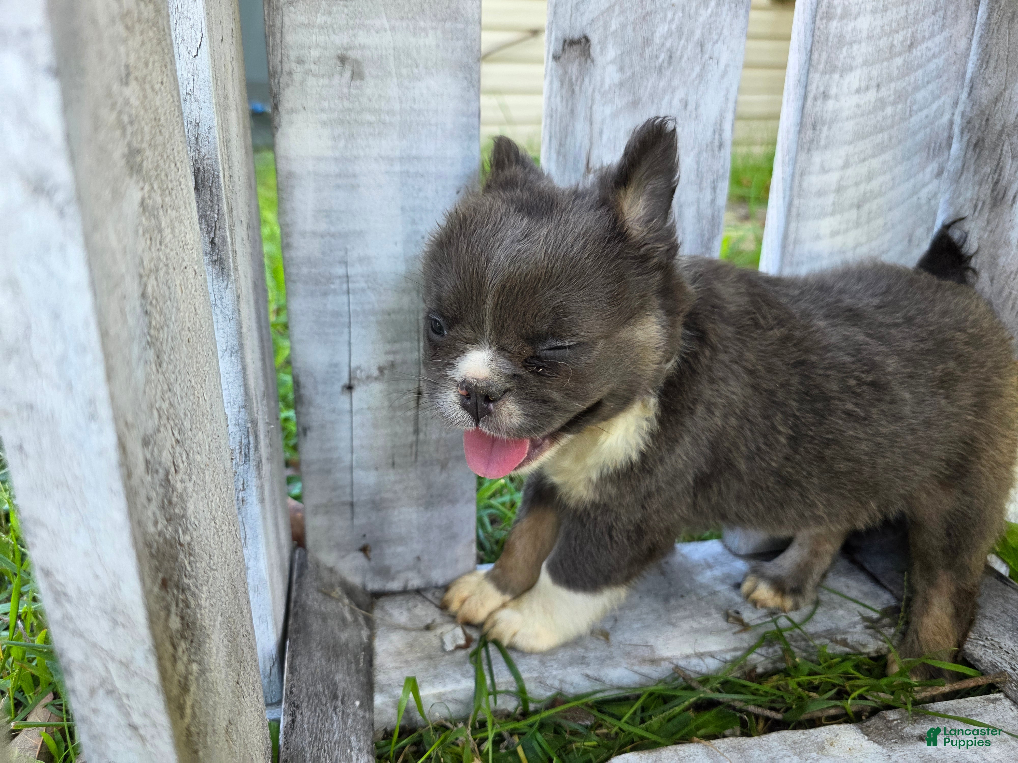 Puppies for sale in Warrensburg, Missouri Lancaster Puppies