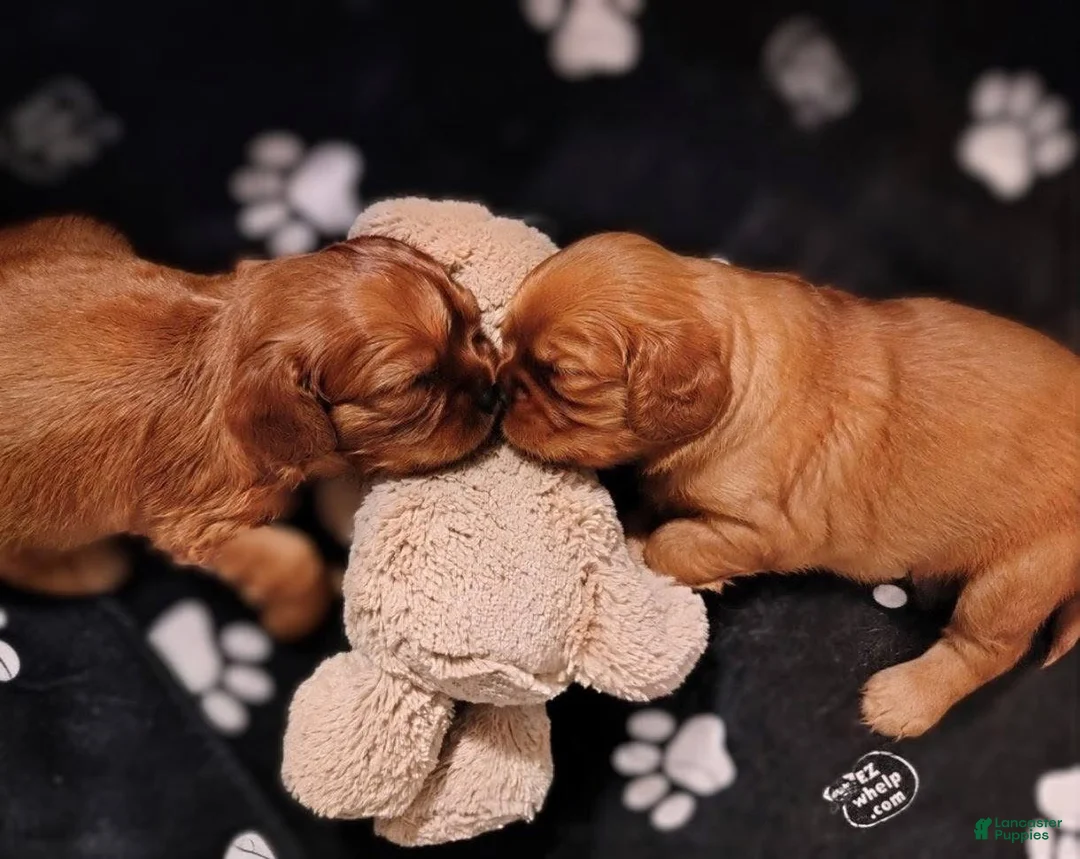 Cavalier King Charles Spaniel dogs for sale: Garnet  - Ad 2