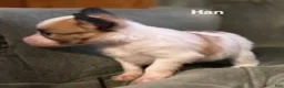 Papillon dogs for sale: Han - Ad 6