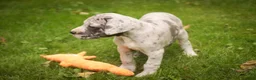 Great Dane dogs for sale: Beulah Great Dane  - Ad 5