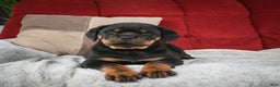 Rottweiler dogs for sale: Serena / Mocha – Santos Ad-Dirah - Ad 8