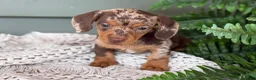 Miniature Dachshund dogs for sale: 1800 - Ad 3