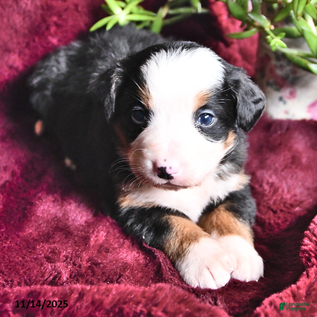 Bernese Mountain Dog dogs for sale: Jane - Ad 8