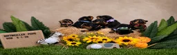 Rottweiler dogs for sale: Bella - Ad 6