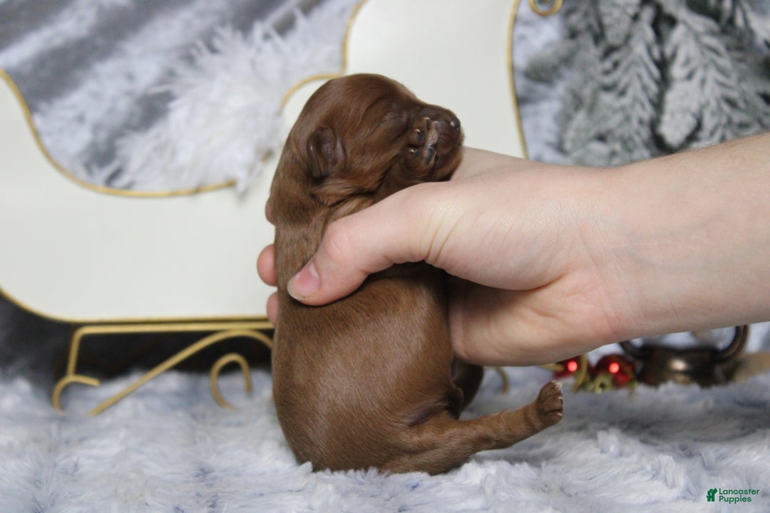 Cavapoo dogs for sale: Honey - Ad 8