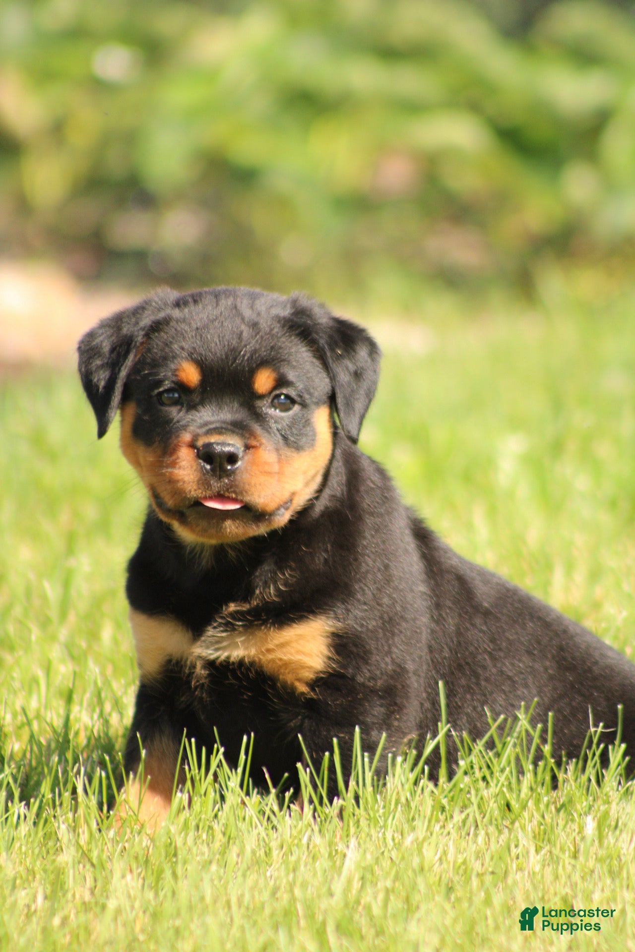 Rottweiler dogs Shon - Ad 2