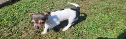 Rat Terrier dogs for sale: Dolly *Updated photos* - Ad 5