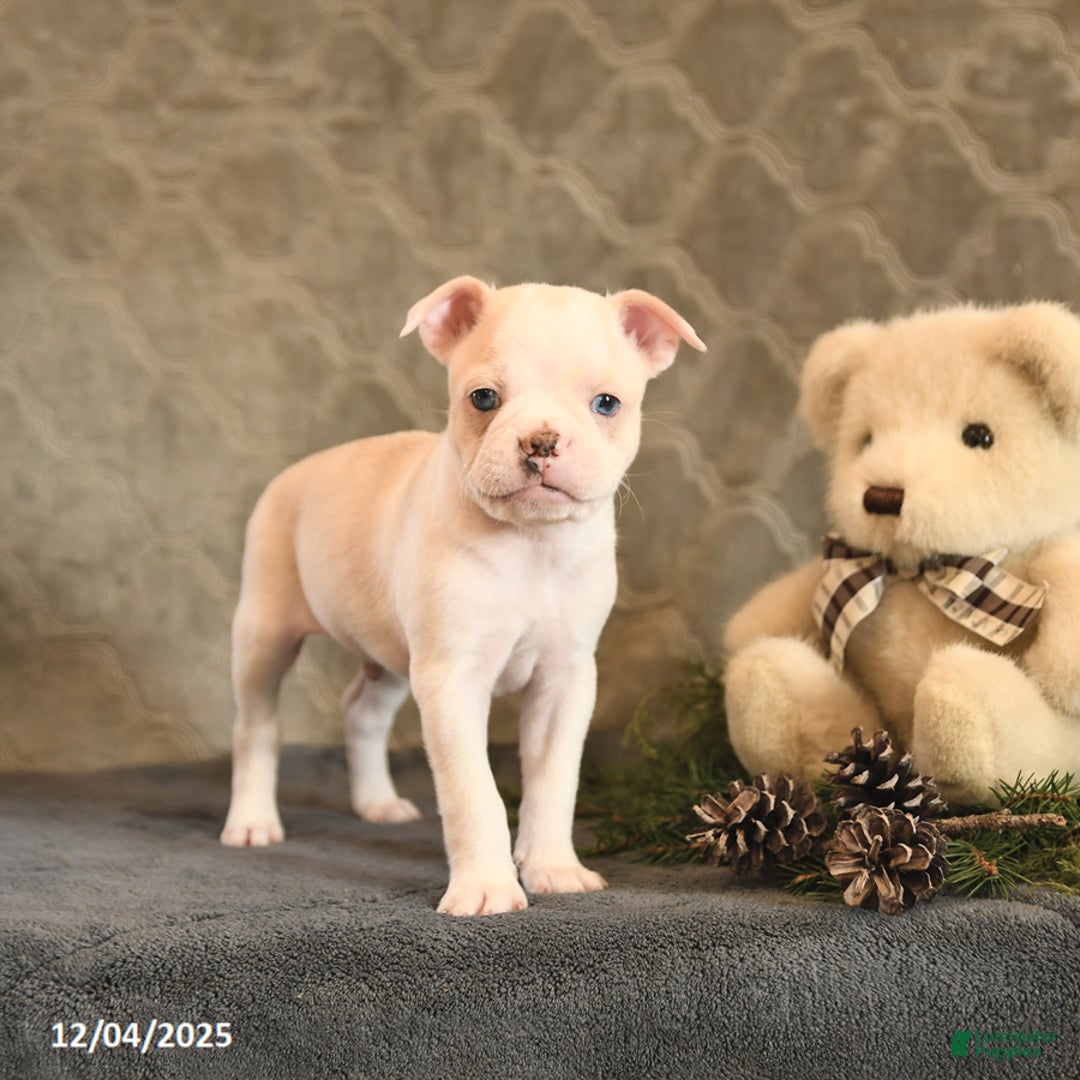 Boston Terrier dogs for sale: Cinnamon - Ad 1