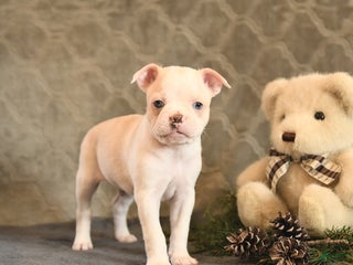 Boston Terrier dogs Cinnamon - Ad 34