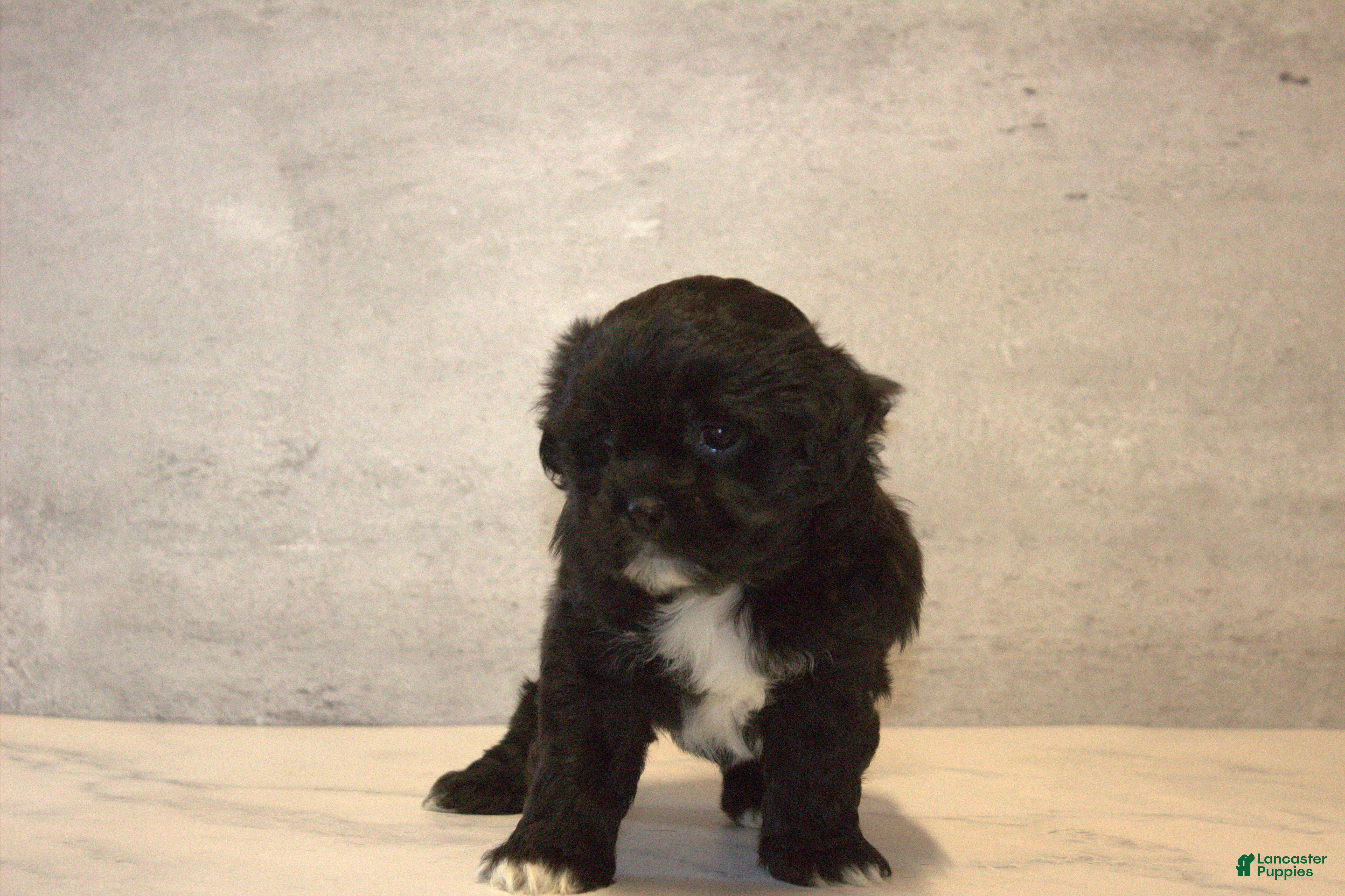 Bramble (Shichon, Male) in Coshocton, OH