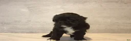 Teddy Bear dogs for sale: Bramble  - Ad 1