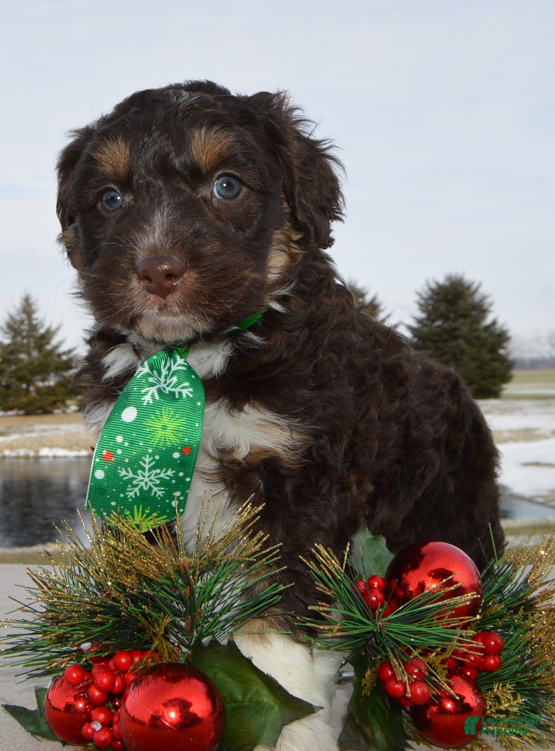 Mini Aussiedoodle dogs for sale: Mini Archie - Ad 20