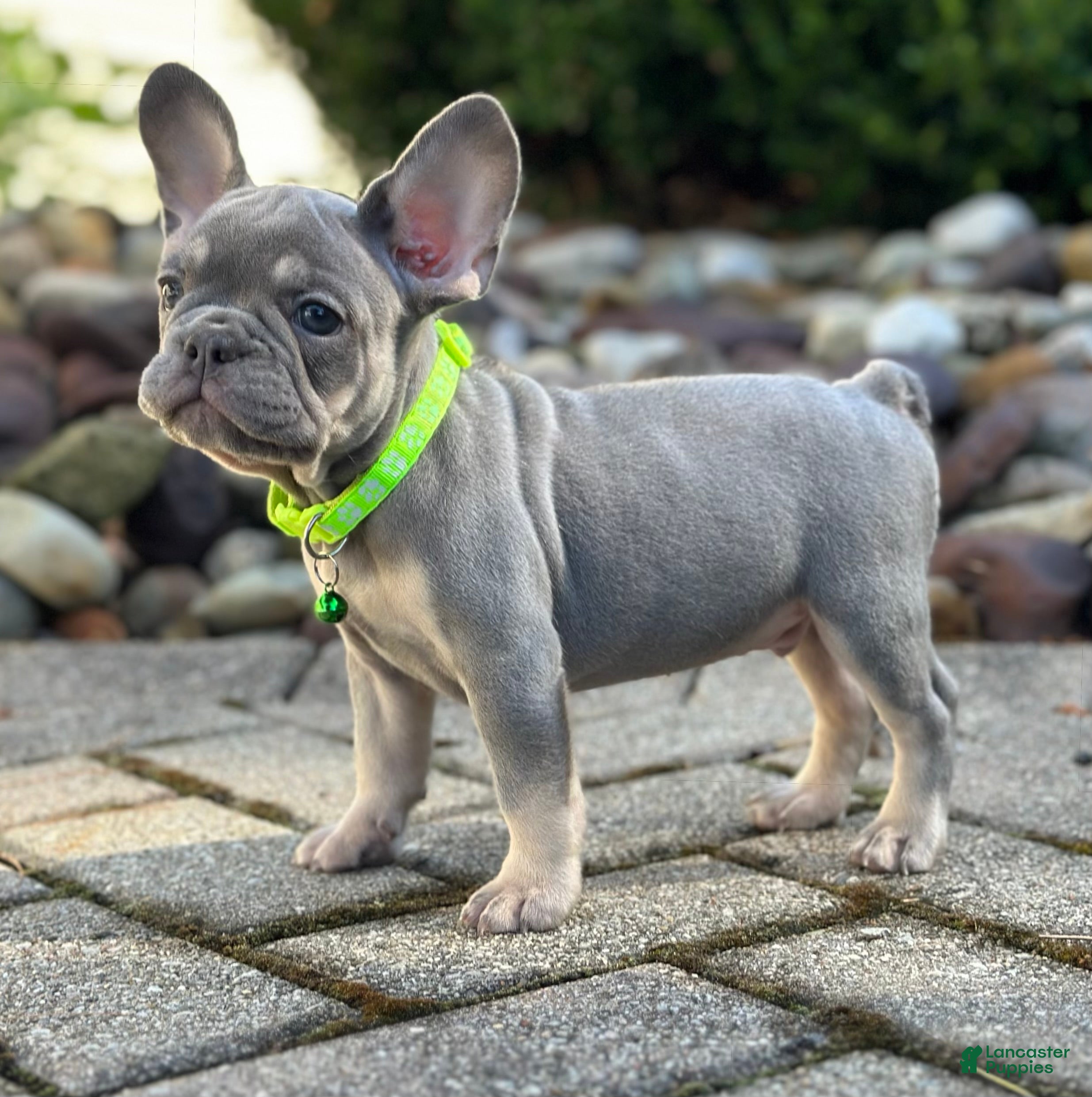 French Bulldog dogs Teddy Video ad - Ad 1