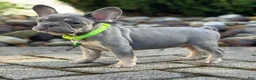French Bulldog dogs for sale: Teddy Video ad - Ad 1